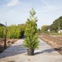 Groene haagconifeer 'Brabant'